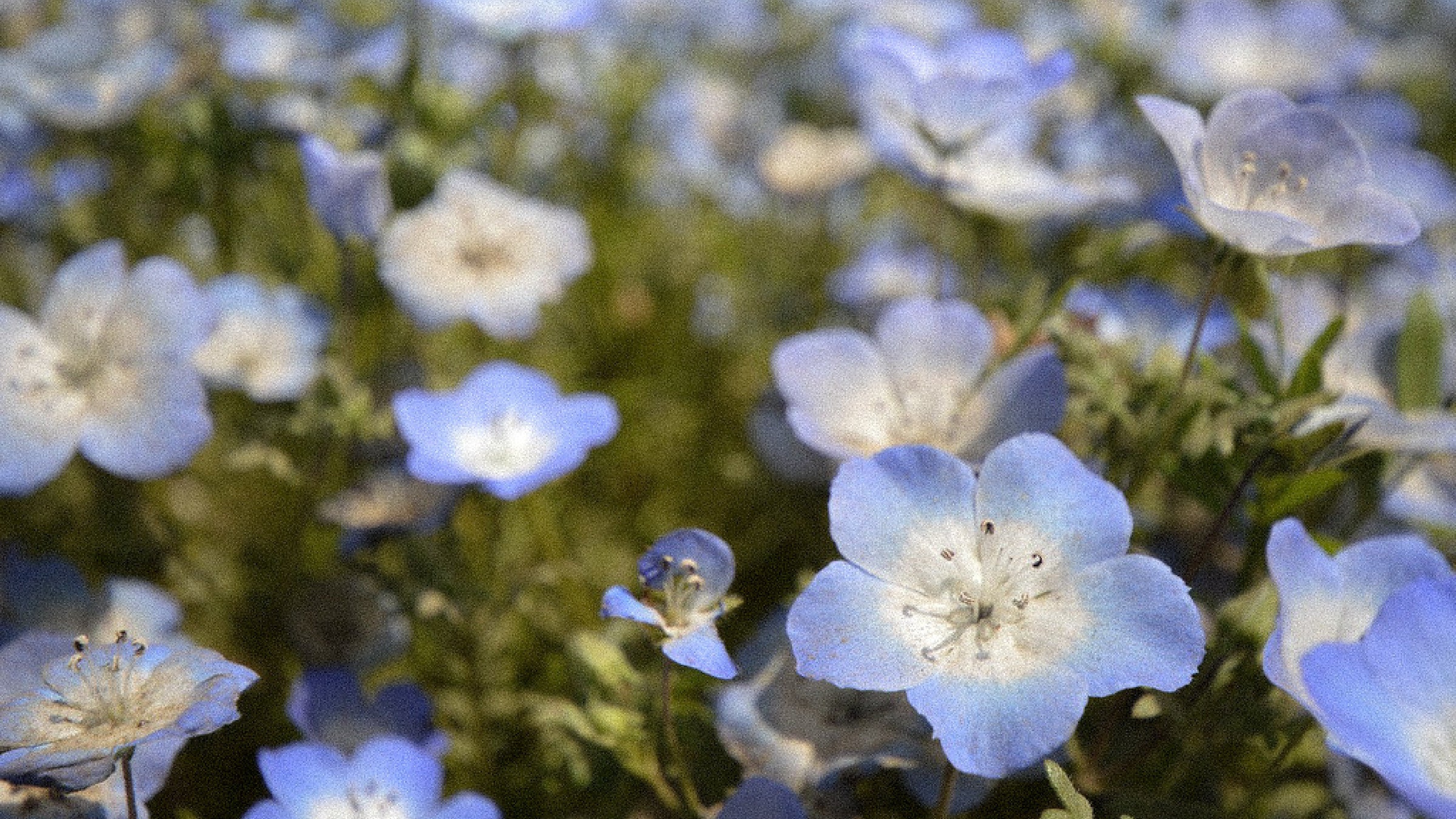 Linen Flower®